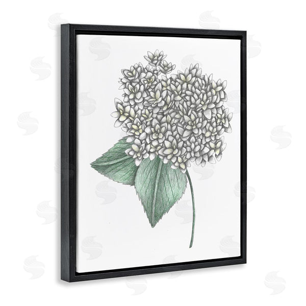 Stupell Industries Cecilia Battaini | White Hydrangea Sketch Blossom Wall Art