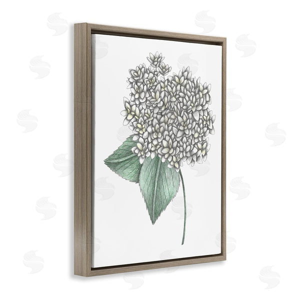 Stupell Industries Cecilia Battaini | White Hydrangea Sketch Blossom Wall Art