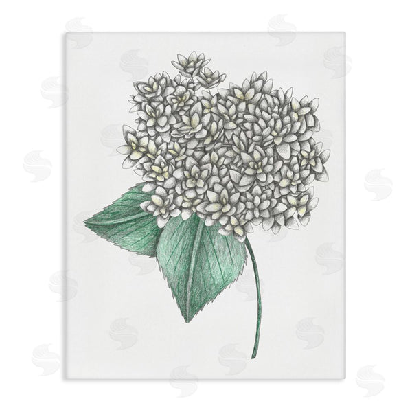 stupell industries Cecilia Battaini | White Hydrangea Sketch Blossom Wall Art