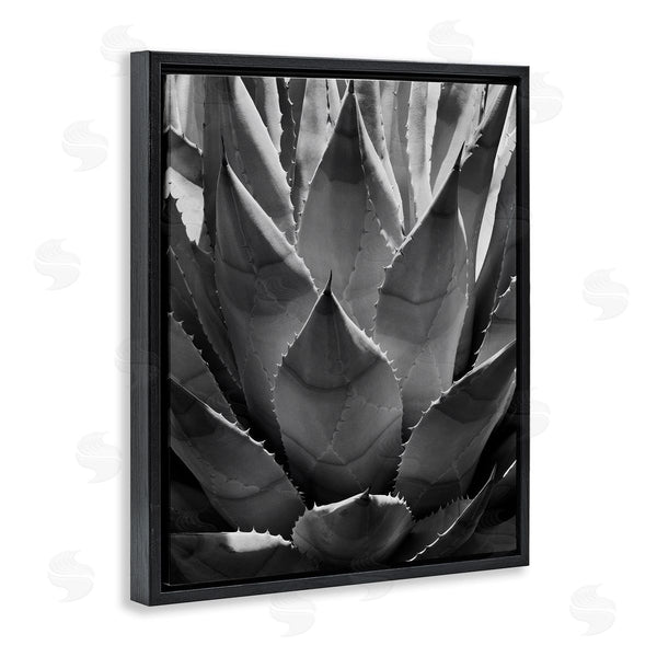 Stupell Industries Chip Forelli | Desert Plant Detail