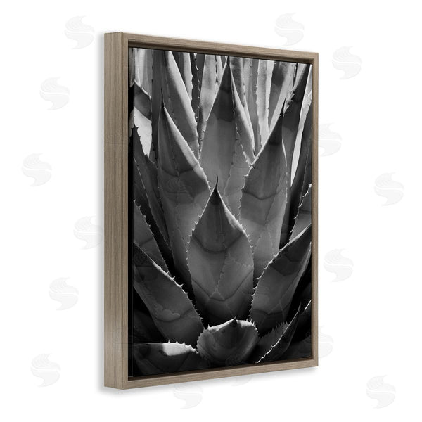 Stupell Industries Chip Forelli | Desert Plant Detail