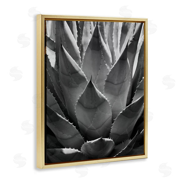 Stupell Industries Chip Forelli | Desert Plant Detail