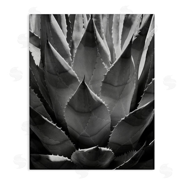 stupell industries Chip Forelli | Desert Plant Detail