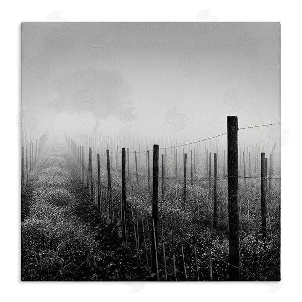 stupell industries Chip Forelli | Vineyard at Dawn Wall Art