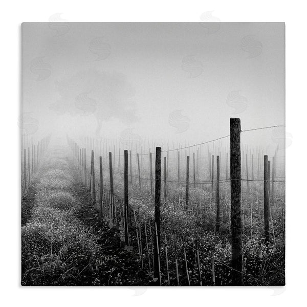 stupell industries Chip Forelli | Vineyard At Dawn Wall Art