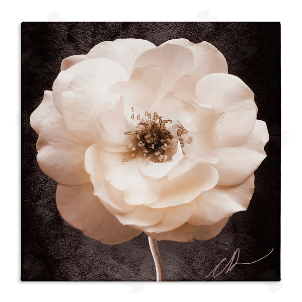 stupell industries Christine Zalewski | Pink Flower Photography