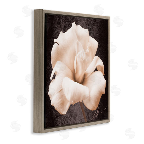 Stupell Industries Christine Zalewski | Rose Petal Photography