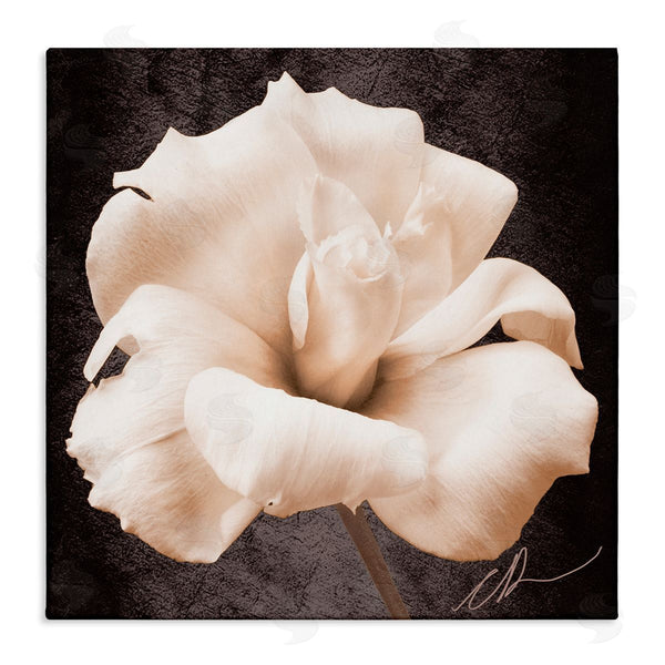 stupell industries Christine Zalewski | Rose Petal Photography