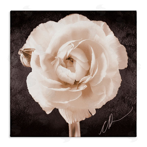 stupell industries Christine Zalewski | Vintage Rose Bloom