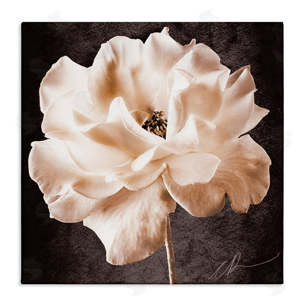 stupell industries Christine Zalewski | Vintage Rose Photography