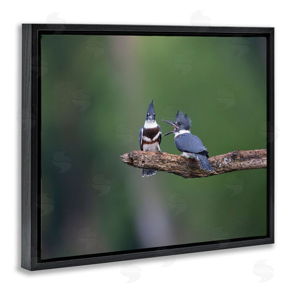 Stupell Industries Christopher Schlaf | Blue Jays On Branch Wall Art