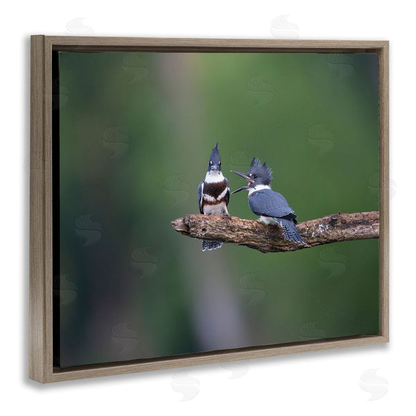 Stupell Industries Christopher Schlaf | Blue Jays On Branch Wall Art