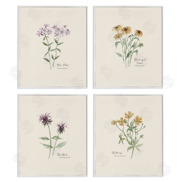 Stupell Industries Cindy Jacobs | Simple Wildflower Studies Wall Art