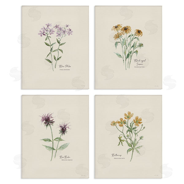 stupell industries Cindy Jacobs | Simple Wildflower Studies Wall Art