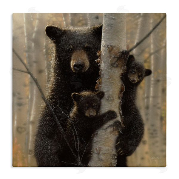 stupell industries Collin Bogle | Forest Black Bear and Cubs
