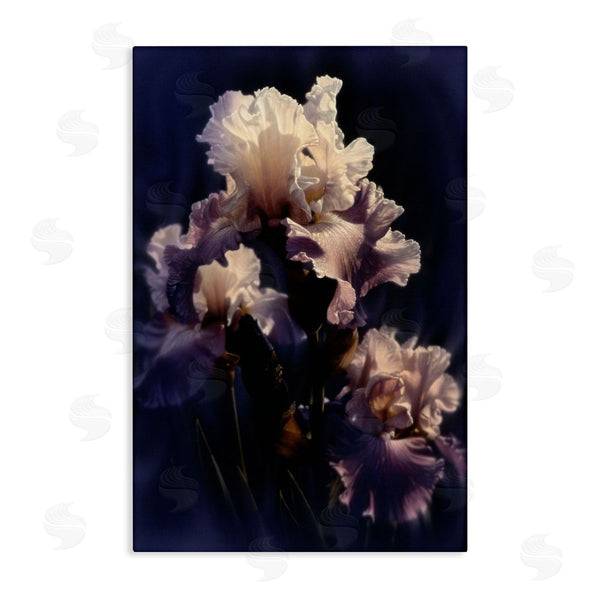 stupell industries Collin Bogle | Purple Iris Close Up