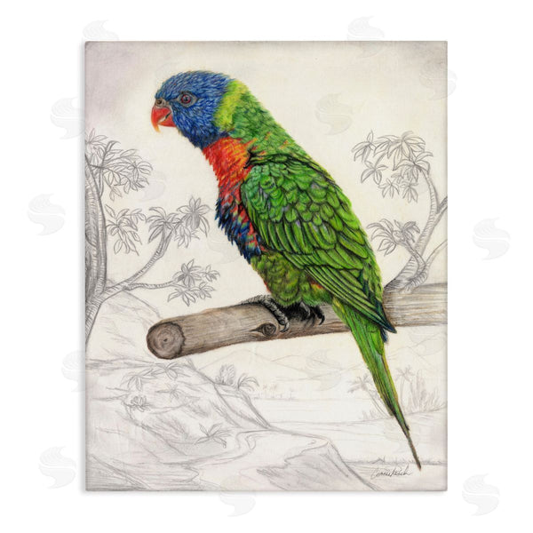 stupell industries Connie Resch | Lorikeet Sketched Nature