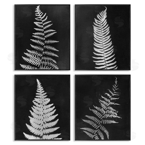Stupell Industries Connie Resch | Monochrome Fern Impressions Wall Art