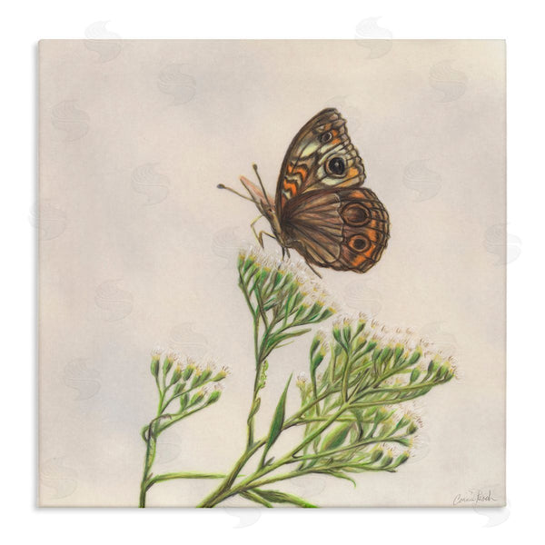 stupell industries Connie Resch | Spring Offerings Butterfly Wall Art