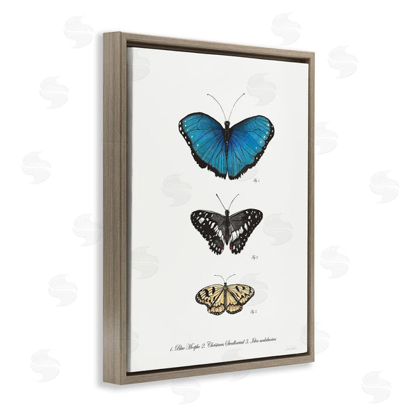 Stupell Industries Connie Resch | Vintage Butterfly Specimens