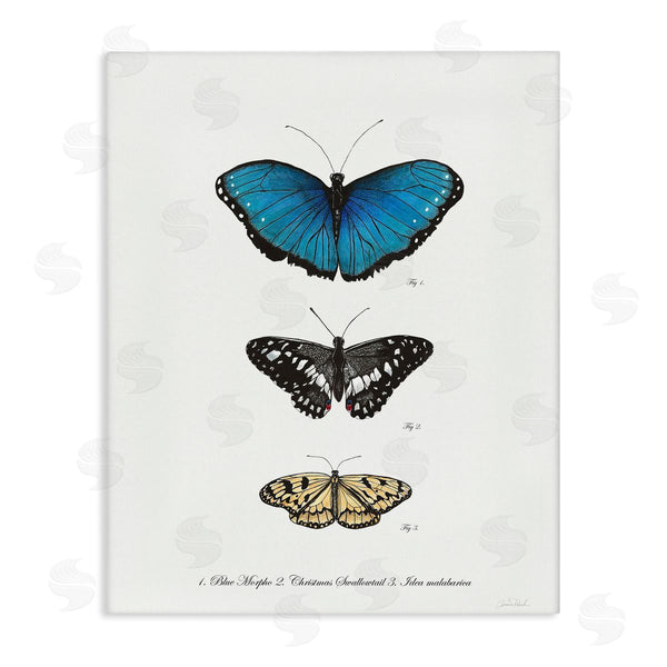 stupell industries Connie Resch | Vintage Butterfly Specimens