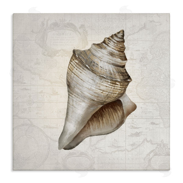 stupell industries Conrad Knutsen | Conch Shell over Vintage Map Wall Art