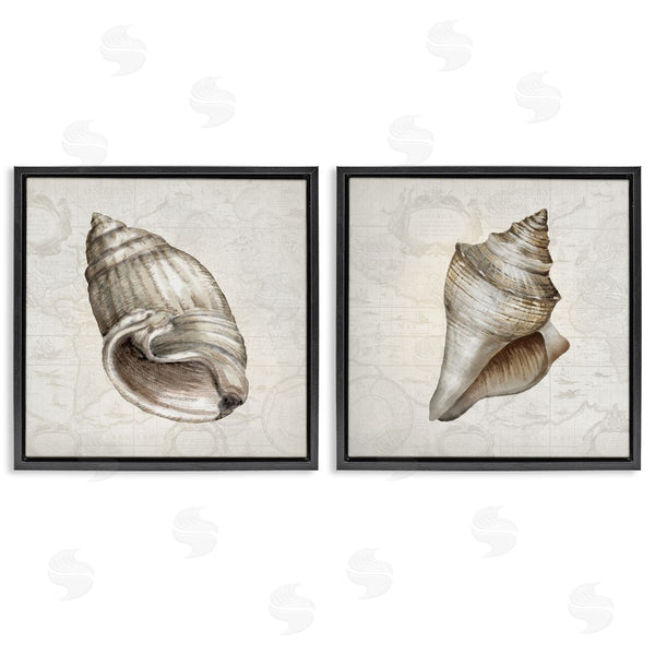 Stupell Industries Conrad Knutsen | Conch Shells Over Vintage Maps