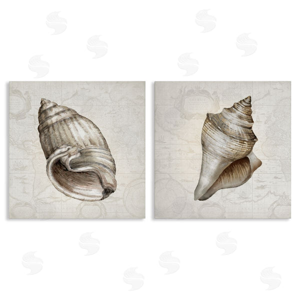 stupell industries Conrad Knutsen | Conch Shells over Vintage Maps