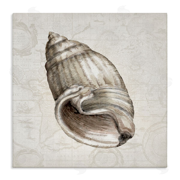 stupell industries Conrad Knutsen | Seashell over Vintage Map