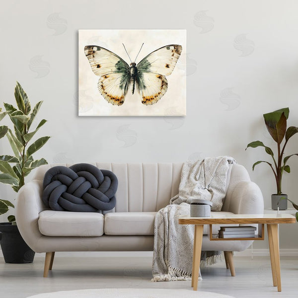 Stupell Industries Creative Studio | Moth Study Symmetry