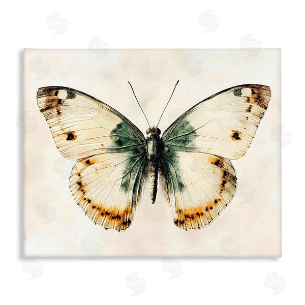 stupell industries Creative Studio | Moth Study Symmetry
