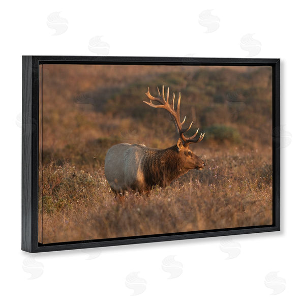 Stupell Industries Crystal Lynn Collins | Roaming Elk Photography