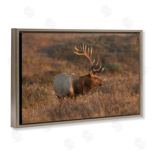 Stupell Industries Crystal Lynn Collins | Roaming Elk Photography