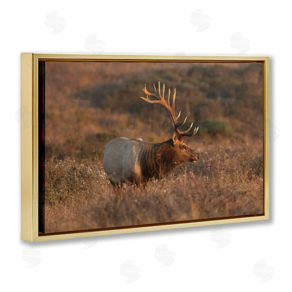Stupell Industries Crystal Lynn Collins | Roaming Elk Photography