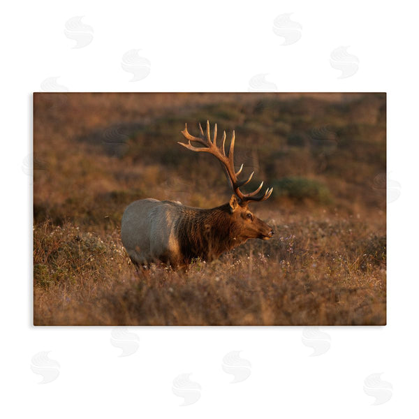 stupell industries Crystal Lynn Collins | Roaming Elk Photography