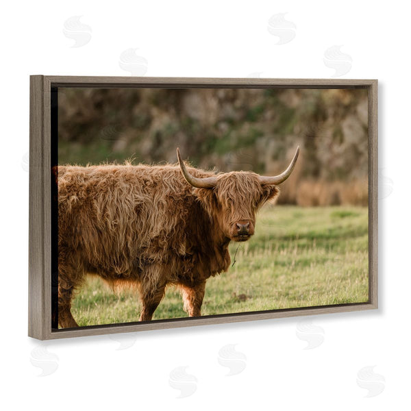 Stupell Industries Crystal Lynn Collins | Scottish Highland Grazing