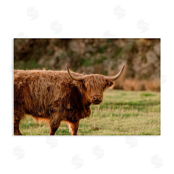 stupell industries Crystal Lynn Collins | Scottish Highland Grazing