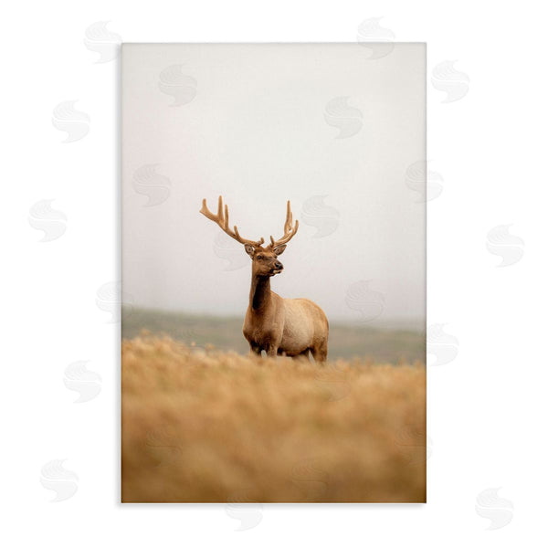 stupell industries Crystal Lynn Collins | Stoic Tule Elk