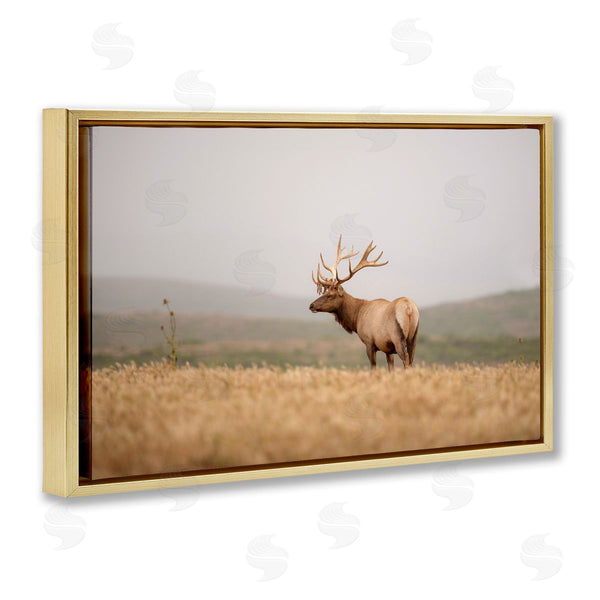 Stupell Industries Crystal Lynn Collins | Tule Elk Photography
