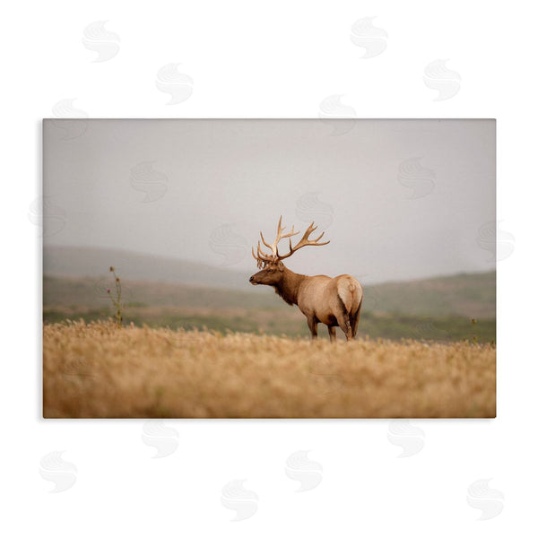stupell industries Crystal Lynn Collins | Tule Elk Photography