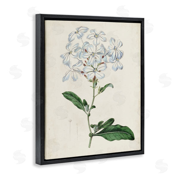 Stupell Industries Curtis | Rustic Garden Floral Study Charming White Blossoms