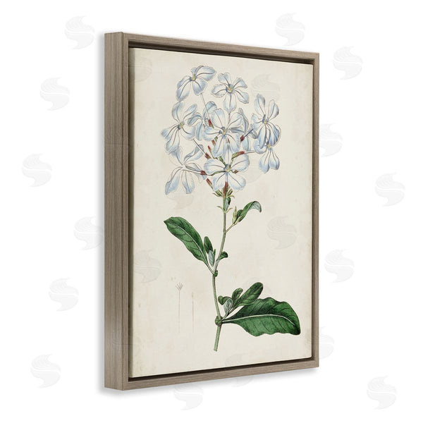 Stupell Industries Curtis | Rustic Garden Floral Study Charming White Blossoms