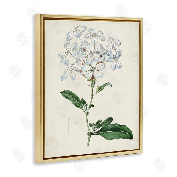 Stupell Industries Curtis | Rustic Garden Floral Study Charming White Blossoms