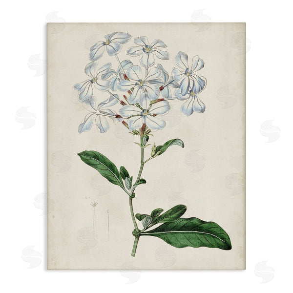 stupell industries Curtis | Rustic Garden Floral Study Charming White Blossoms