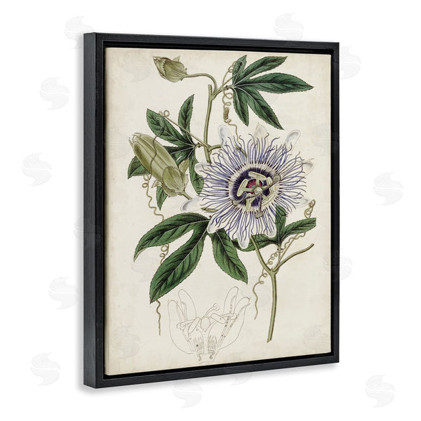 Stupell Industries Curtis | Vintage Garden Flower Illustration Plant Anatomy Study