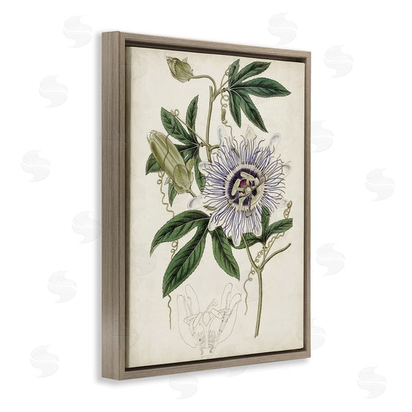 Stupell Industries Curtis | Vintage Garden Flower Illustration Plant Anatomy Study