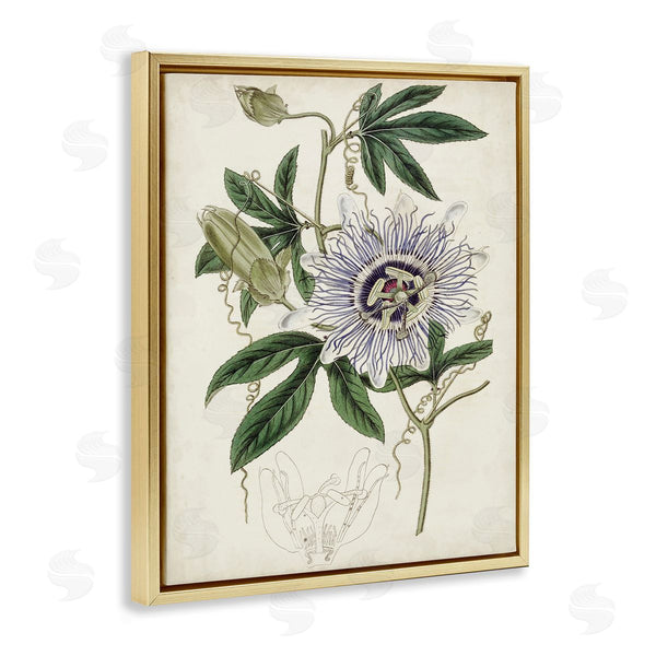 Stupell Industries Curtis | Vintage Garden Flower Illustration Plant Anatomy Study