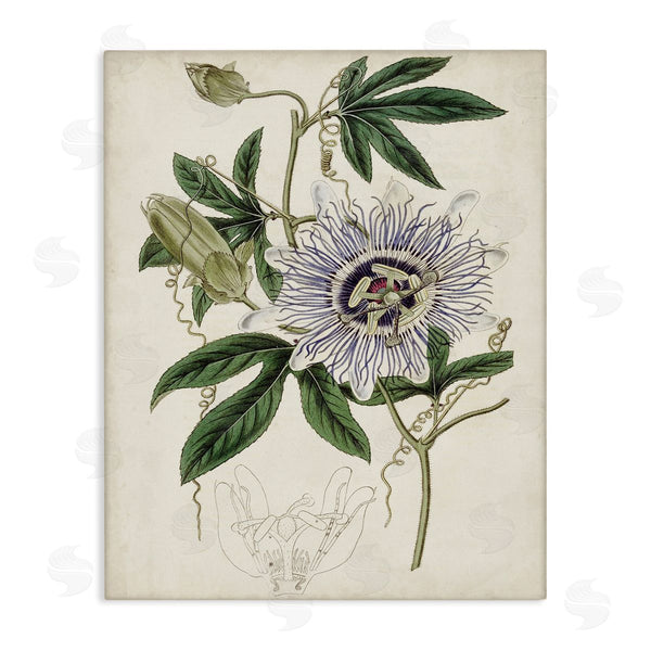 stupell industries Curtis | Vintage Garden Flower Illustration Plant Anatomy Study