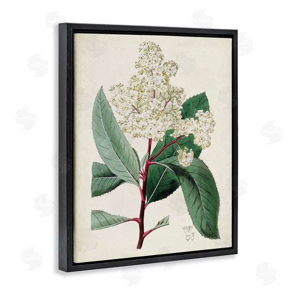 Stupell Industries Curtis | Vintage Garden Study Red Stem Floral Plant