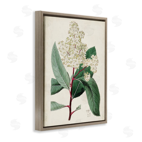 Stupell Industries Curtis | Vintage Garden Study Red Stem Floral Plant